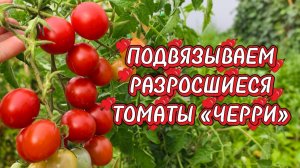 Дела огородные🌻 Томаты «Черри» разрослись🍅 Наводим порядок✅