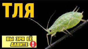 Тля: самое недооценённое существо на планете - полный разбор