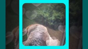 1000066393.mp4 (Собака слушает о установке э/бруса на восточной стене в котельной дома А-фрейм)