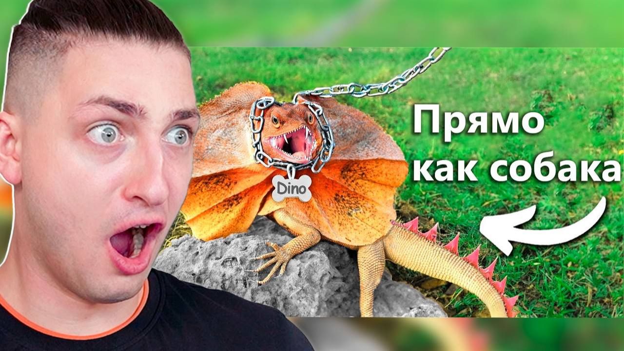 Я Завёл Питомца Динозавра ( У нас началась истерика) - реакция Градуса и Вазачки