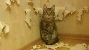 КОТЫ - ХУЛИГАНЫ, НАГЛЕЦЫ!  ПРИКОЛЫ ПРО ЖИВОТНЫХ