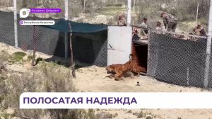 Самку амурского тигра по кличке Yмiт выпустили в казахстанскую степь
