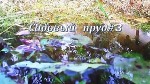 Садовый пруд #3 музыка релакс