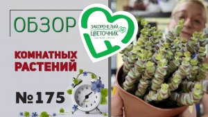 Распаковка и обзор растений: кактусы, эуфорбии, крассулы, шеффлеры, опунции, папоротники. №175