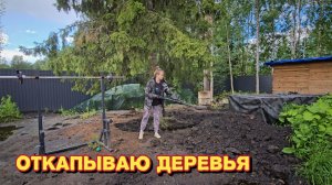 Гибнут деревья на участке/зря засыпали/готовлю первый раз меренговый рулет.