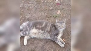 КОТИКИ В БЛИНДАЖЕ