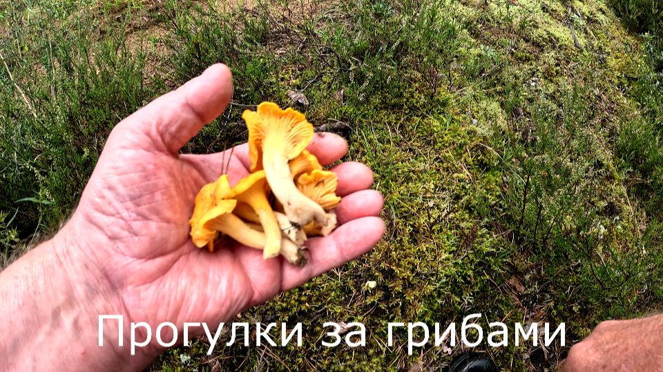 Прогулки за грибами. Собираю лисичек возле просеки. Других грибов нет