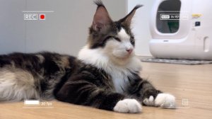 🐾 Мама-кошка подстригает шерсть на ферме и делает тигровую шапку для котят дома🐾🎩🐯
