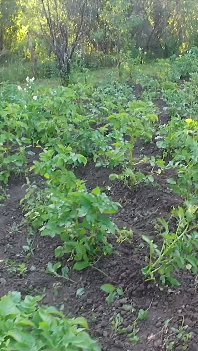 МОЙ САД ОГОРОД