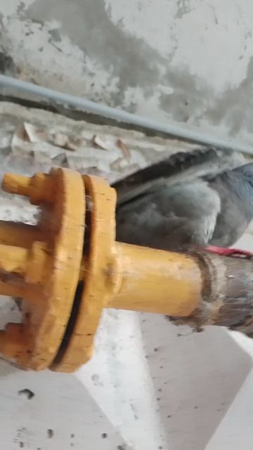 голубь не боиться