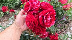 Обрезка петунии!🌸Томат утёнок.😆🍅Обзор цветов.🌹