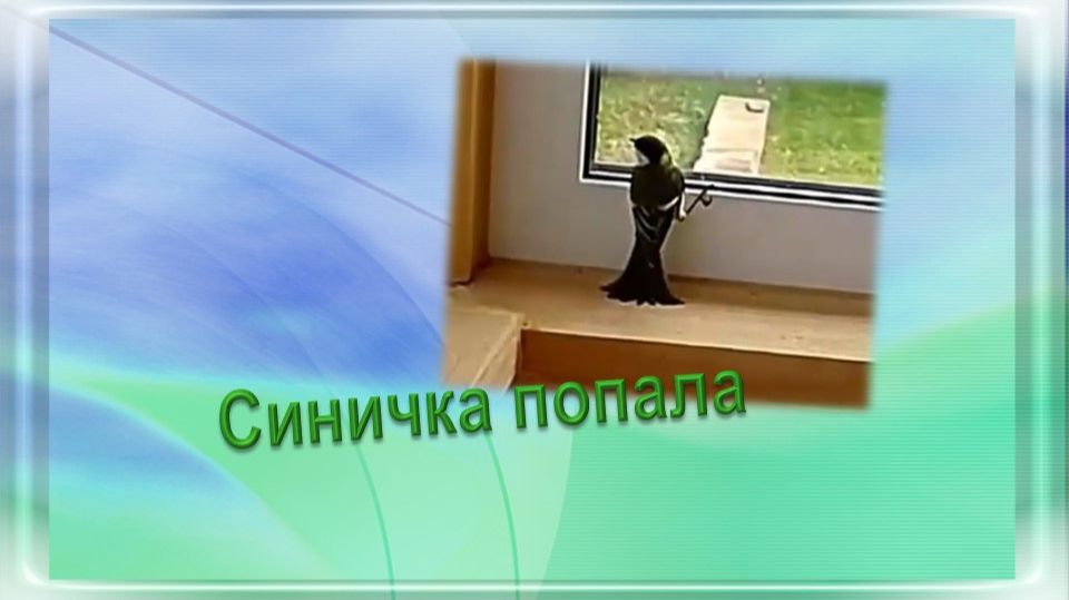 Синичка попала