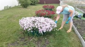 Подстригла немного Петунию! У меня опять не получилось вырастить лук! 😢