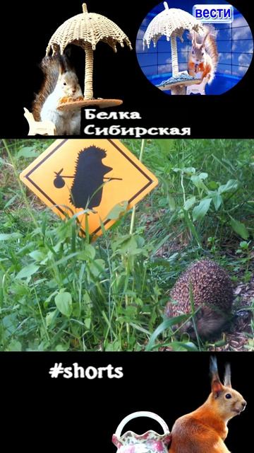 Осторожно ежик в тумане или новая фишка на кормушке