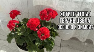 Чтобы Герань цвела круглый год нужно знать это!