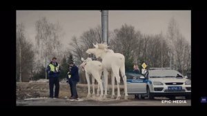 Свингеры!)