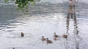 Отлично уживаются вместе на озере.Лысухи и утки.И голуби не отстают😅