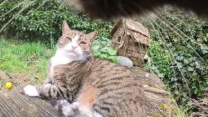 Кот с камерой пристаёт к соседским кошкам