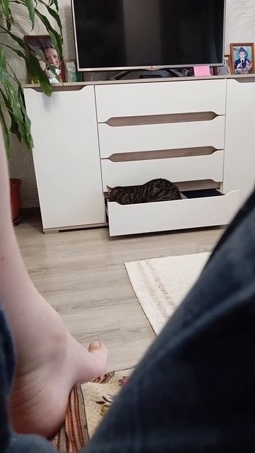Кот сам открыл и лежит