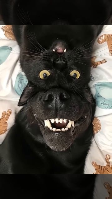 КотоПёс в реальной жизни 🐱🐾🐕