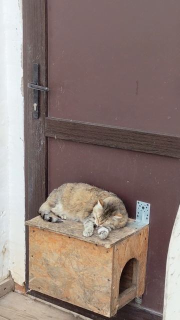 Монастырские котики♥️