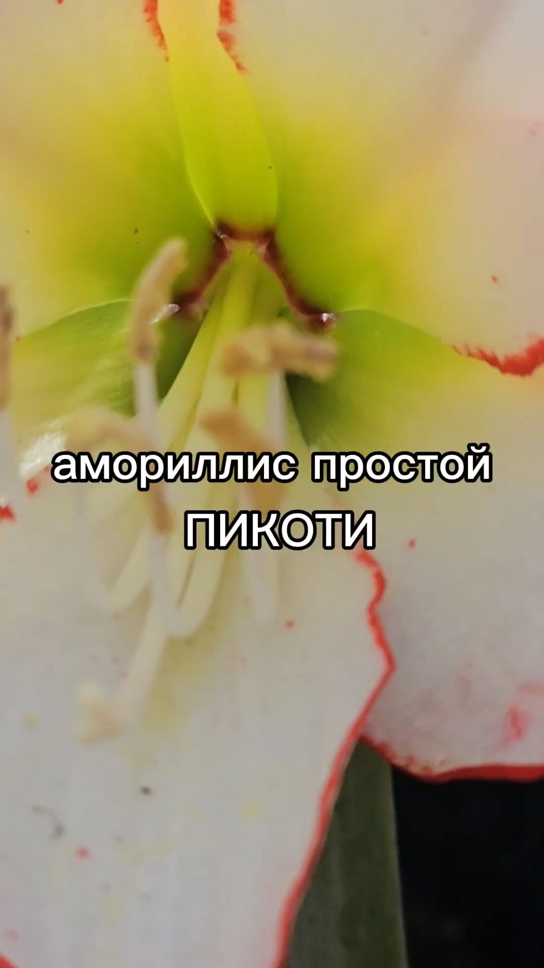 Фантастически красивый луковичный многолетник. Обязательно посадите его в саду!