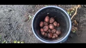 СВЕЖАЯ КАРТОШЕЧКА🥔  ПОВСЕДНЕВНАЯ  ДЕРЕВЕНСКАЯ ЖИЗНЬ🏡