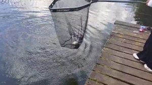 Карпуша