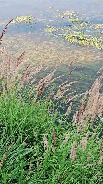 Релакс для среды #природа #relax