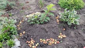 5 августа,обзор курстарников в палисаднике.