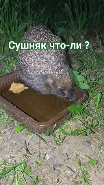 Ёжик после пятницы 😁