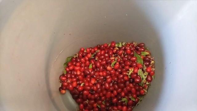 5 августа. Девчонки и шалаш.🏕 Наварила варенье из кизила и компот кизил +слива.