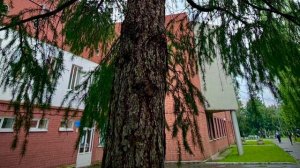 Госпиталь в  Екатеринбурге