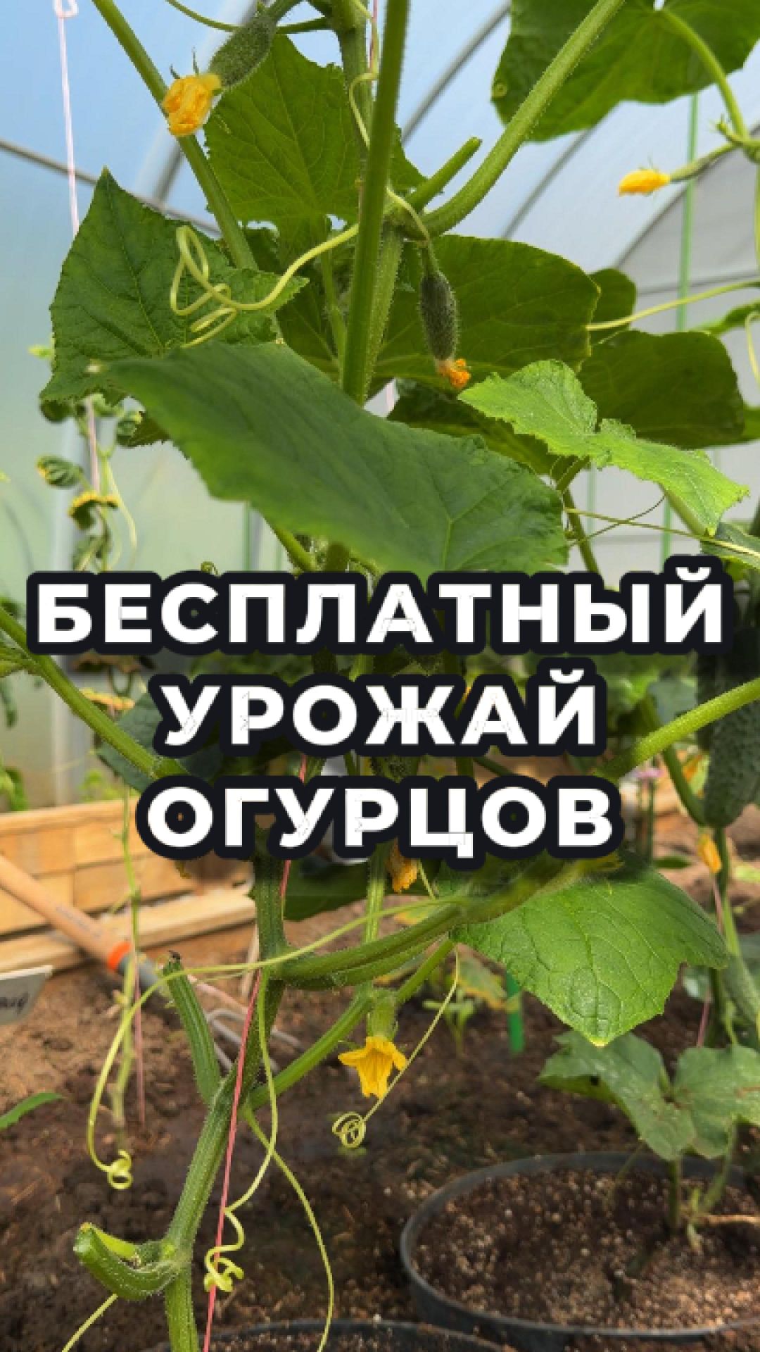 Вторая волна огурцов без трат! 💸🌱
