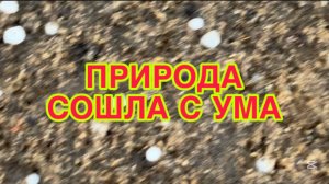 4/8 26 ХОРОШО, ЧТО ЖИВЁМ НА БОЛОТЕ. БОДАТЬСЯ С ПУСТЫМ МЕСТОМ.  И СНОВА ГРАД.