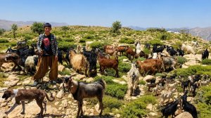 Кочевая жизнь в горах | День выпаса коз и овец в нагорье Загрос 🐐🏔️