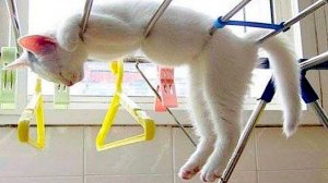 ПРИКОЛЫ С ЖИВОТНЫМИ   СМЕШНЫЕ КОТЫ и СОБАКИ  | СМЕШНЫЕ ЖИВОТНЫЕ