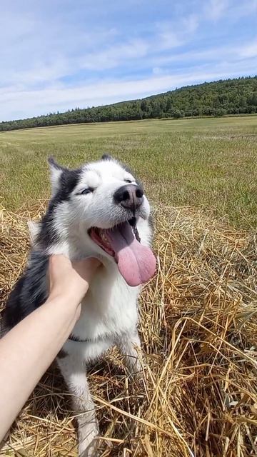 Хаски Джульбарс в тёплый солнечный день в поле.