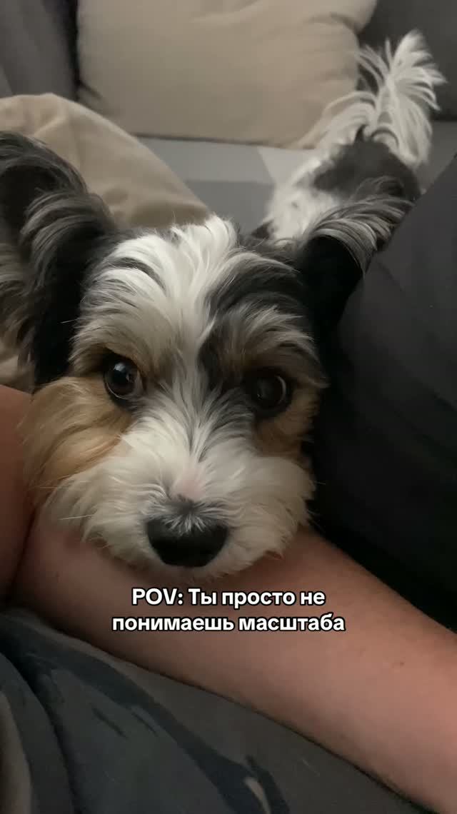 Любимая собака