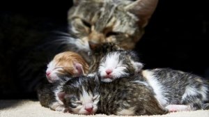 МЯУКАНЬЕ КОТЯТ плачут зовут МАМУ, звуки для КОШЕК