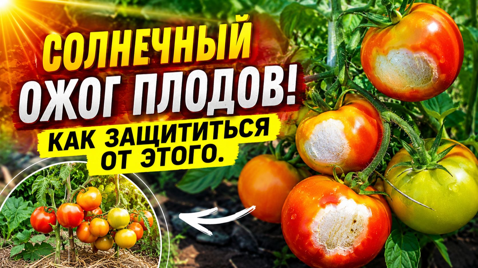 ОСТОРОЖНО-СОЛНЕЧНЫЙ ОЖОГ ПЛОДОВ!!! КАК ЗАЩИТИТЬСЯ ОТ ЭТОГО!