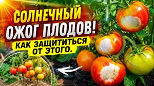 ОСТОРОЖНО-СОЛНЕЧНЫЙ ОЖОГ ПЛОДОВ!!! КАК ЗАЩИТИТЬСЯ ОТ ЭТОГО!