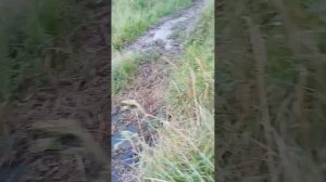 Видео от Дениса «Слив химикатов с автомойки» село Орлово Новоусманский район Воронежской области