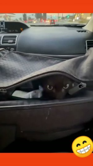 Котики, подборка интересных видео🤭😁 подпишись)