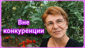 Сорта томатов, которые меня покорили 🍅👍 Теплица с томатами в августе.