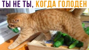 Не тормози, ОГУРЦА ГРЫЗНИ)) Приколы с котами
