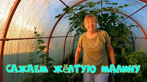 Сажаем жёлтую малину Измельчаем ветки