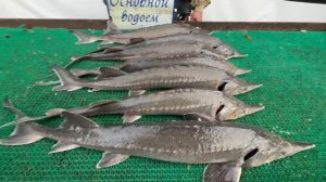 Виктор Иванович про рыбалку