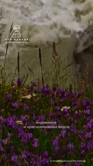 Горные цветы Кавказа