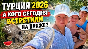 Турция 2026: море, солнце… и кабаны на пляже! 😅